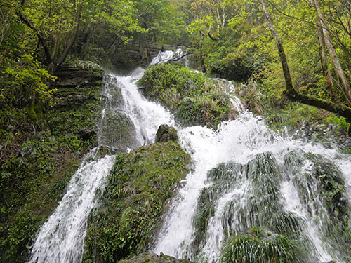 原始次森林